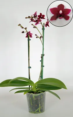 Синяя орхидея \"Акварель\". Купить Синяя орхидея \"Акварель\" в Киеве, Украина,  Доставка | iFlowers