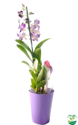 Орхидея деленки дендрофаленопсис - 80 грн, купить на ИЗИ (7528357)