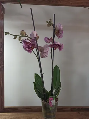 Орхидея дендрофаленопсис: 150 грн. - Комнатные растения Кривой Рог на Olx
