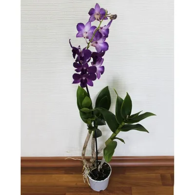 Орхидеи для Вас - 🌺 Дендрофаленопсис + кашпо!!! \"Anna... | Facebook
