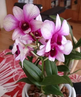 Орхидея ФАЛЕНОПСИС КЛЕОПАТРА на 2 цветоноса: продажа, цена в Херсоне.  Горшечные растения от \"ОРХИМАНИЯ\" - 1483502124