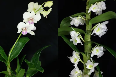 Орхидеи низкорослые купить на ROZETKA: цена, отзывы