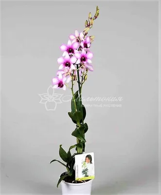 Орхидея дендробиум dendrobium nobile. Советы по уходу.