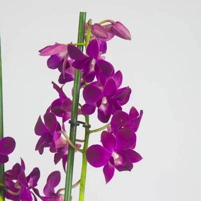 Орхидея дендрофаленопсис взрослое — купить в Красноярске. Горшечные  растения и комнатные цветы на интернет-аукционе Au.ru