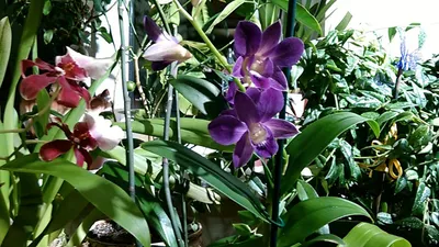 Самая простая орхидея в уходе. Зацветет даже у новичка. | Территория Цветов  | Дзен