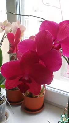 Фаленопсис детка (Phalaenopsis Happy Hour) Каталог орхидей - фаленопсисов,  каттлей, ванд, дендробиумов со всего мира от интернет магазина Ангелок