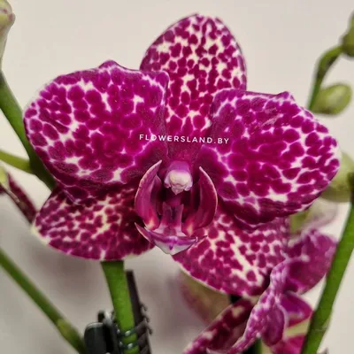 Phal. Lioulin Wild Cat бабочка - Дикий кот с нижними защипами (орхидея  фаленопсис мутант) - YouTube