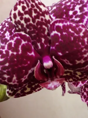 Орхидея Дикий Кот Phalaenopsis Wild Cat