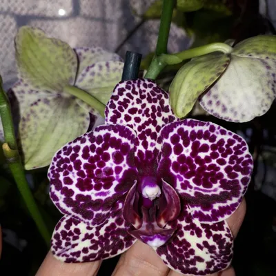 Орхидея Дикий Кот Phalaenopsis Wild Cat