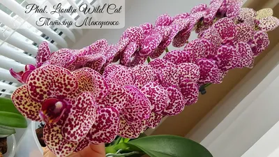 ОРХИДЕЯ Дикий Кот Phalaenopsis Lioulin Wild Cat цветение орхидеи orchid  orchids фаленопсис - YouTube