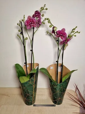 orchid_nastena - ❗❗❗Продан❗❗❗Дикий кот, бабочка. Горшок 12... | Facebook