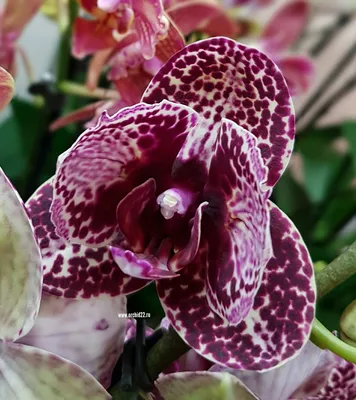 Phalaenopsis Wild Cat. Орхидея ДИКИЙ КОТ | Дикие, Орхидея, Орхидеи