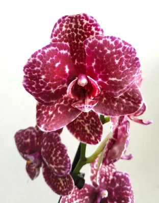 Орхидея Phalaenopsis Wild Cat