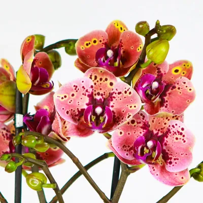 Орхидея дикий персик фото фотографии