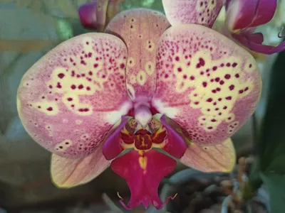 Phal. Wild Peach купить Алматы