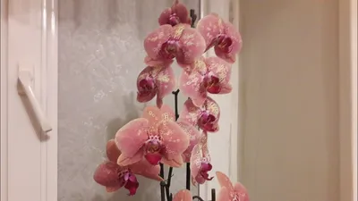 Phalaenopsis сорт Wild Peach ( Дикий персик) Домашнее цветение,  характеристики, описание. | Танюшины орхидеи и сад | Дзен