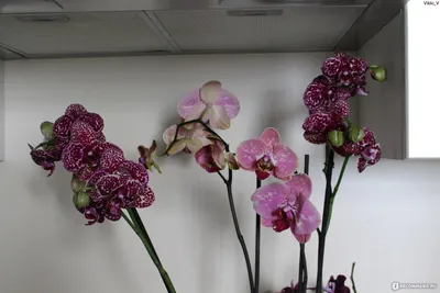 Karkade_almaty on Instagram: \"Живая орхидея в пластиковом кубе. На фото  сорт \"Дикий персик\" Может простоять до 1 месяца. Влагу получает из шариков  орбиз, никакого узрда, полива не требует. Сам куб и шарики