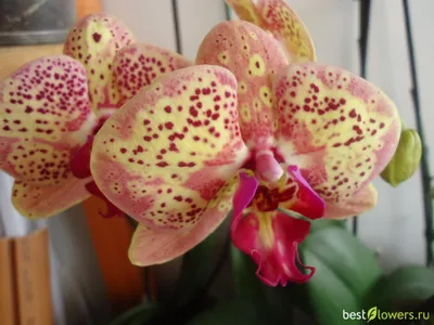 Орхидеи со всей планеты Angelok.ru - Фаленопсис (Phalaenopsis Wild Peach)  Розничная цена: 1320 рублей Обратите внимание на наши скидки:  https://angelok.ru/discounts/ Специальные предложения для оптовиков и  организаторов СП: https://angelok.ru/opt_i_sp ...