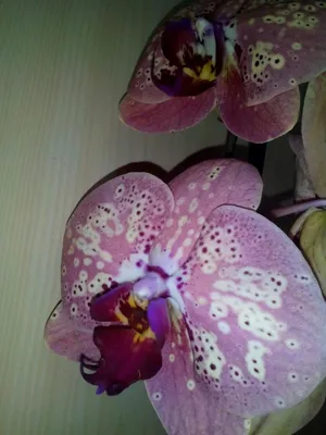 Фаленопсис (Phalaenopsis Wild Peach) — купить в интернет-магазине Ангелок