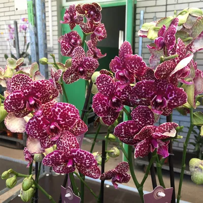 Красивую Орхидею купить в горшке в Москве в sunflor.ru