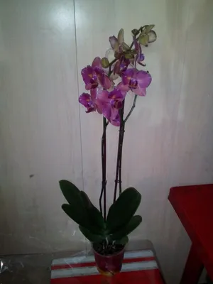 Красивую Орхидею купить в горшке в Москве в sunflor.ru