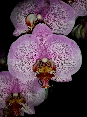 РОЗОВЫЙ ДРАКОН ПОД ЗАКАЗ - Фаленопсисы - Фаленопсисы - Самые Красивые  Орхидеи