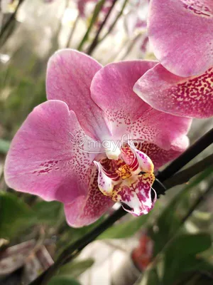 Орхидея Phal. Dragon - купить, доставка Украина