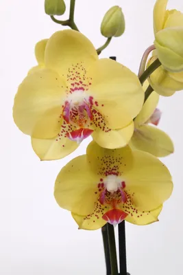 орхидея dragon - купить с доставкой онлайн | VIAFLOR