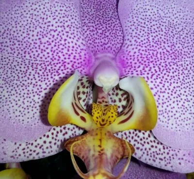Орхидеи для Вас - 🌺 Стандарт \"Розовый Дракон\"😍 2... | Facebook