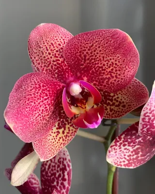 Орхидея Фаленопсис Розовый дракон – купить в Москве, цена 1 000 руб.,  продано 4 мая 2018 – Растения и семена