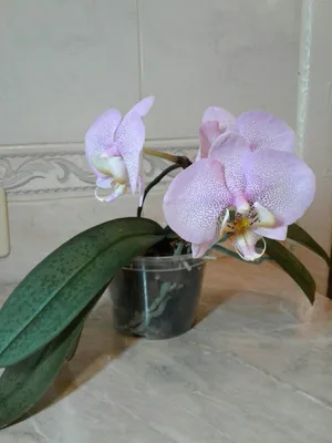 Орхидея Phalaenopsis Dragon Tale , midi (отцвел)