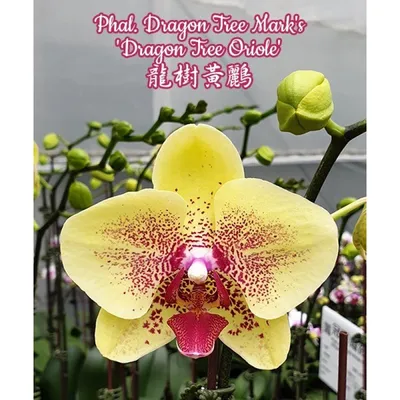 Phal. Asian Dragon❤️🐉🐲 Как же шикарно он цвел в июле того года💔😻 Просто  красавец, нет слов... Букет из 17 цветков! Сейчас расцвел на 3 цветка,  даже... | By Irene's orchids | Facebook