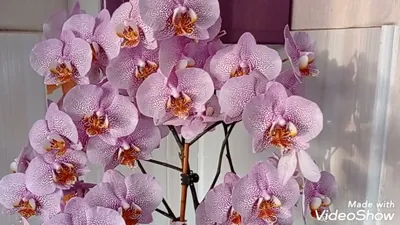 Beautiful Phalaenopsis Asian Dragon Orchid
