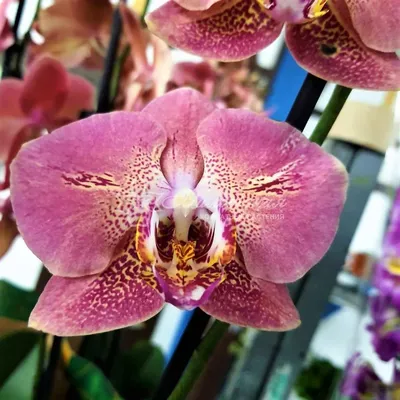 Орхидея фаленопсис Дракон Харт, купить в Москве в интернет-магазине
