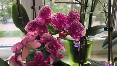 Орхидея азиатский дракон – купить в Химках, цена 1 000 руб., продано 22  марта 2018 – Растения и семена