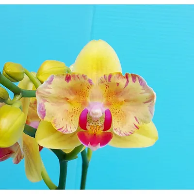 Фаленопсис (Phalaenopsis LD Sun Dragon 'Snake Scale') Тайвань — купить в  интернет-магазине Ангелок