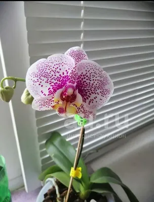 Величественый дракон-орхидея, гибрид …» — создано в Шедевруме
