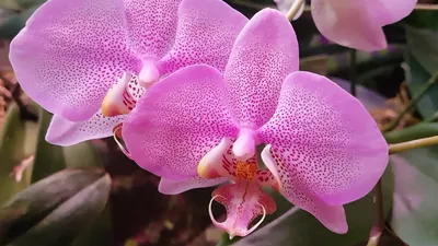 Орхидея фаленопсис Diamond Beauty, 1202, x Mituo Reflex dragon B-1: 1 500  грн. - Комнатные растения Харьков на Olx