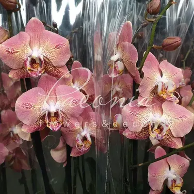 Купить Фаленопсис (орхидея) 12*60 2 ствола Dragon Heart (Logico) оптом |  Paeonia