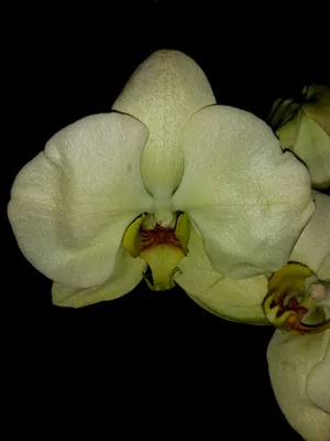 Орхидея Phal. Dragon Tree Marks - купить, доставка Украина