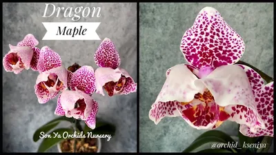 Орхидея Фаленопсис 3 рр Драгон Харт Dragon Heart Basic 12/65: купить оптом  в Москве