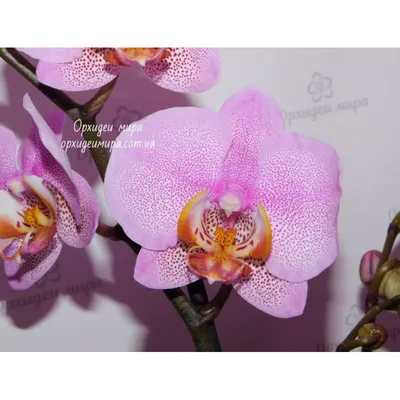Орхидея Phal. Pink Dragon - купить, доставка Украина