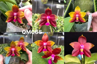 Дракон цвета орхидея среди орхидей» — создано в Шедевруме