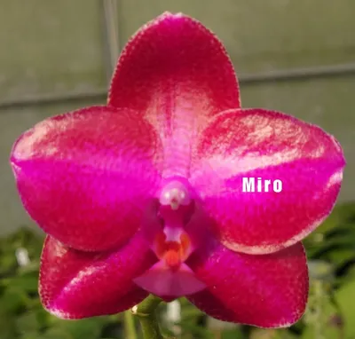ОРХІДЕЇ КИЇВ ( Sky Orchids ) on Instagram: \"Green dragon 🐉 🌺 Колір :  Салатовий 🎨 Висота : 80см📐 Розмір квітки: 10см📏 Квітка здорова 🩺 Ціна:  540грн💸 #орхидеяновойпочтой #орхидея #орхидеиперешлем #фаленопсис #orchids  #