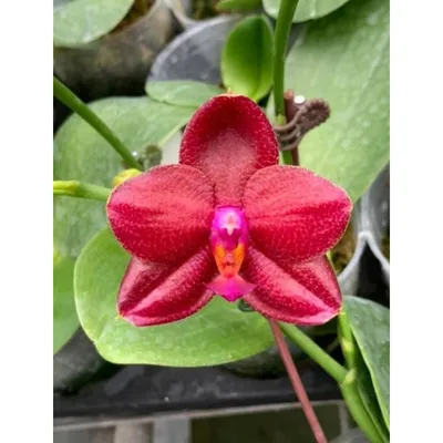 ЗЕЛЕНЫЙ ДРАКОН - Фаленопсисы - Фаленопсисы - Самые Красивые Орхидеи