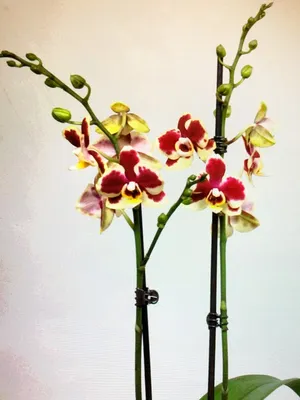 Орхидея Phal. LD Sun Dragon MO98 - купить, доставка Украина