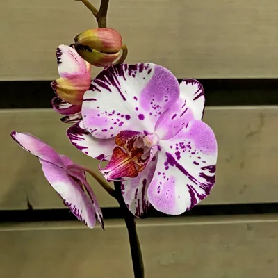 Phal. Dragon Maple peloric от Son Ya Orchids Nursery без гарантии цветения  | Первое цветение Дракона - YouTube