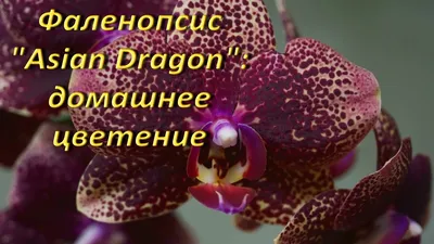 Орхидея Phal. Mituo Gigan Dragon Litchi - купить, доставка Украина