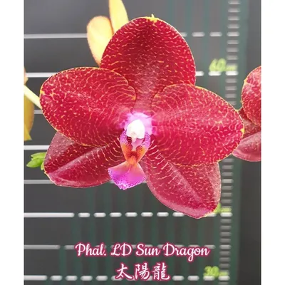 Irene's orchids - Phal. Asian Dragon🐲🐉 Живет у меня с... | Facebook