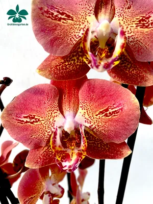 Phalaenopsis Dragon Heart | Passiflora.ru - Сервис коллективных заказов